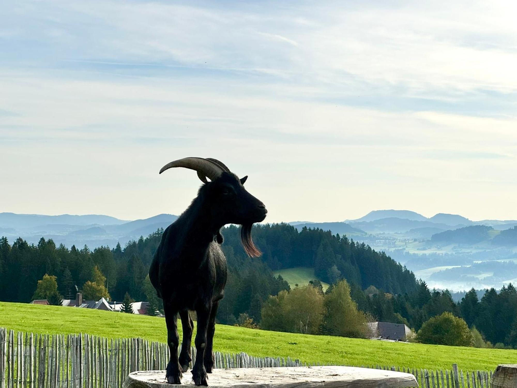 Jj Living - Alpenblick Apartment Scheidegg Bagian luar foto